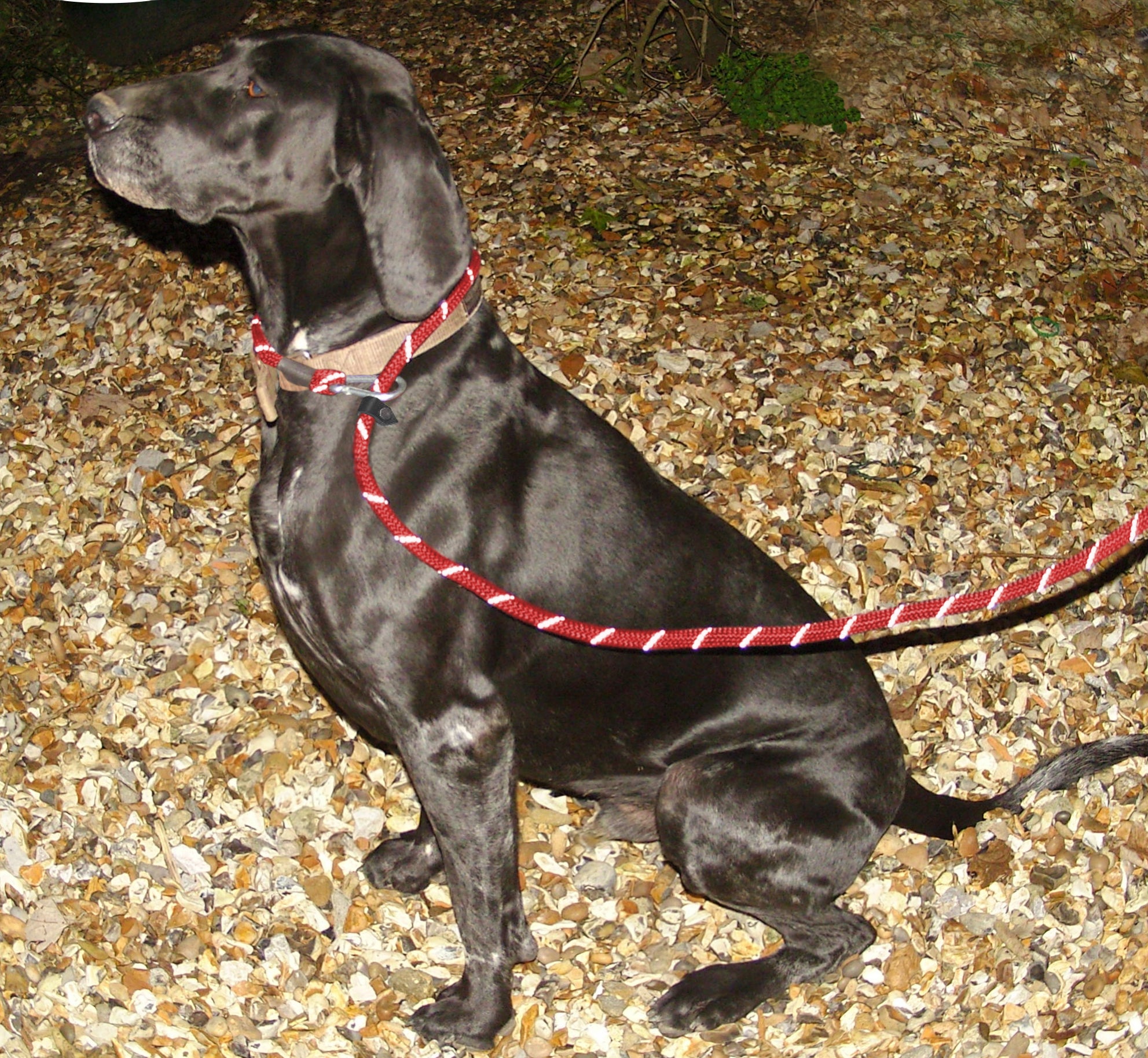 Gee Tac Figure of Eight Soft Hi Viz Dog Lead