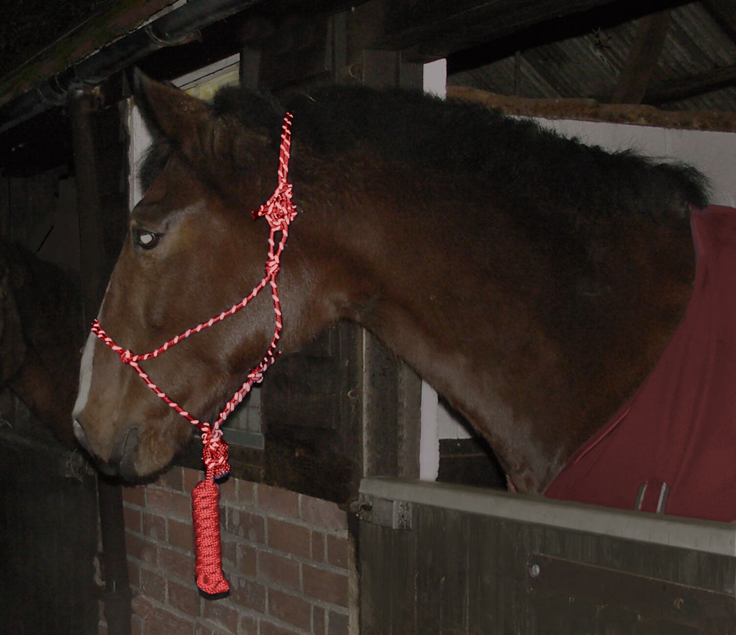 Gee Tac Hi Viz Natural Horsemanship Rope Halter Head Collar