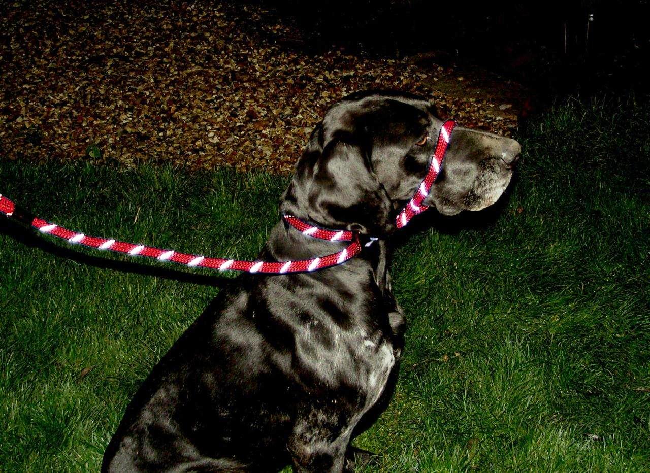 Gee Tac Figure of Eight Soft Hi Viz Dog Lead